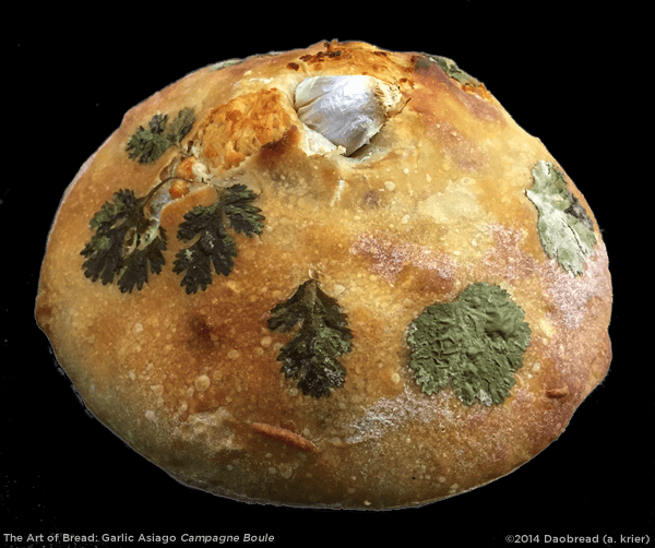 Garlic Asiago Campagne Boule